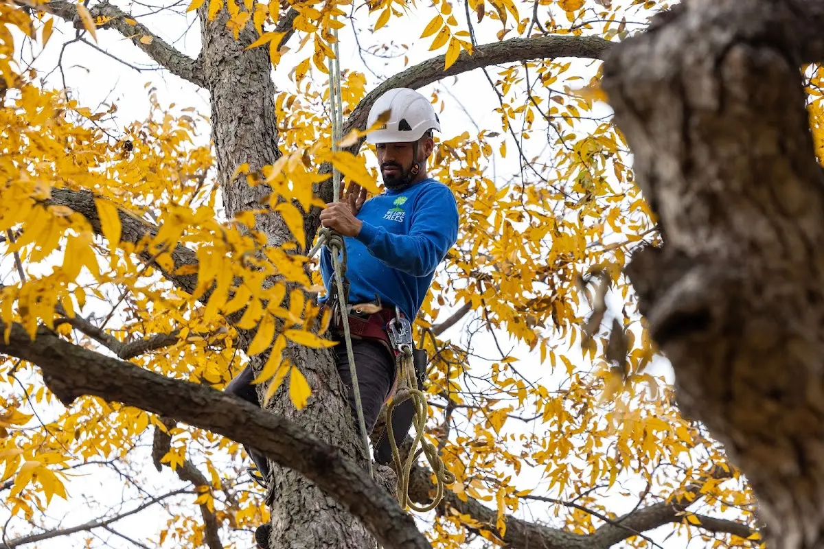 Skilled Storm Damage Cleanup crew working in Stockton